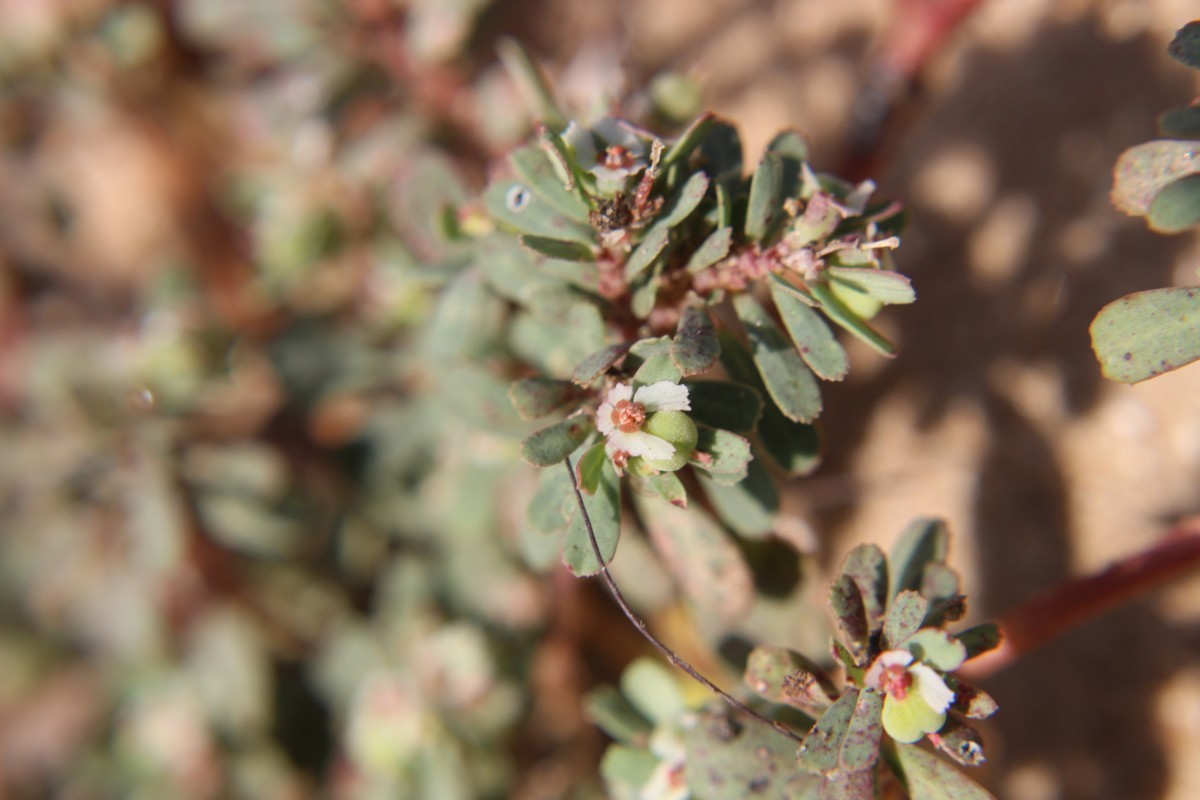 Euphorbia rosea Retz.